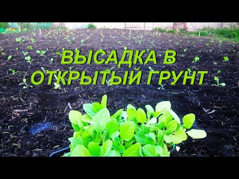 Видео: № 79 ВЫСАДКА РАССАДЫ В ОТКРЫТЫЙ ГРУНТ . ТАБАК .