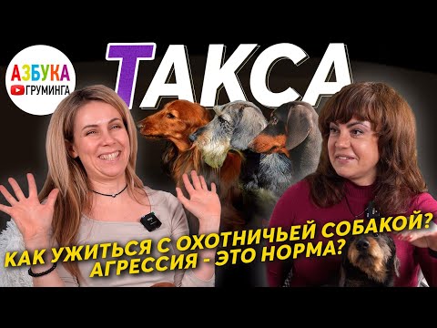Видео: Такса - особенности породы, груминг и содержание. Как ужиться с охотничьей собакой?