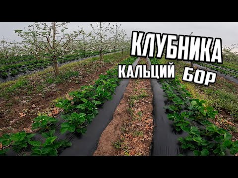 Видео: Клубника кальций + бор