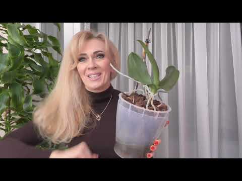 Видео: Орхидея часто СКИДЫВАЕТ КОРНИ. Новая попытка это изменить.