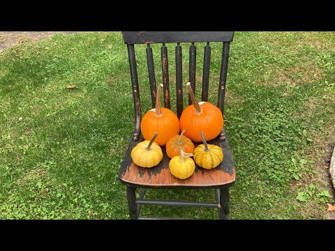 Видео: Prim Flips и воспоминания о Мадлавии