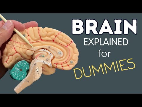 Видео: Мозг: объяснение для чайников. Анатомия.
