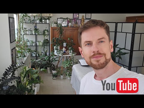 Видео: Большой обзор растений на работе. Изменения, новинки и немного ухода.