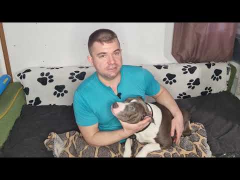 Видео: Сколь ко же корма давать собаке, щенку