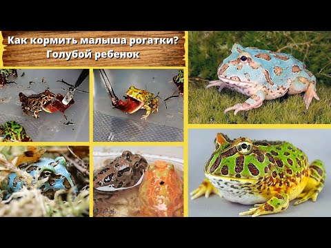 Видео: Как кормить малыша рогатки? Голубой ребенок.