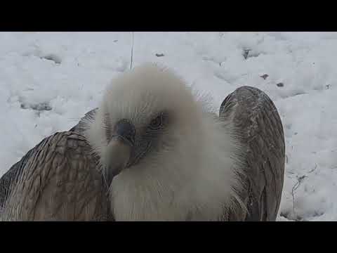 Видео: Обзор на зоопарк в городе Шымкент