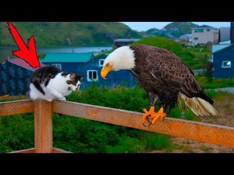 Видео: Орёл каждое утро сидел с кошкой на крыльце. Но однажды случилось Ужасное!