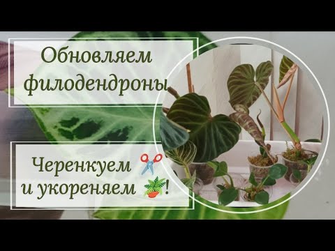 Видео: Омолаживаем филодендроны. Черенкуем ✂️ и укореняем 🪴 !