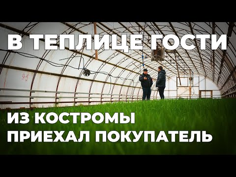 Видео: За зеленым луком приехал покупатель. Загрузили пером полную Камри