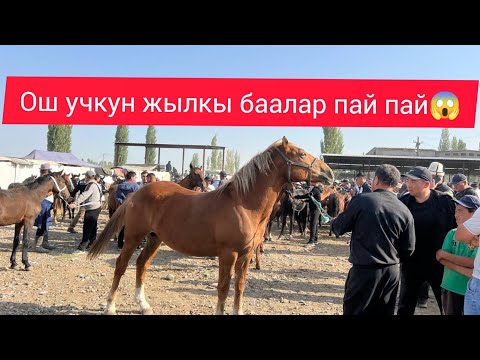 Видео: ОШ УЧКУН ЖЫЛКЫ БААЛАР ПАЙ ПАЙ😃😃2025ж 14 сентиябрь  