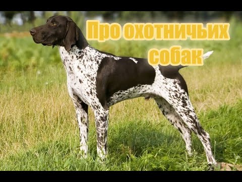 Видео: Про охотничьих собак
