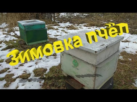 Видео: Профессор Кашковский про зимовку пчёл