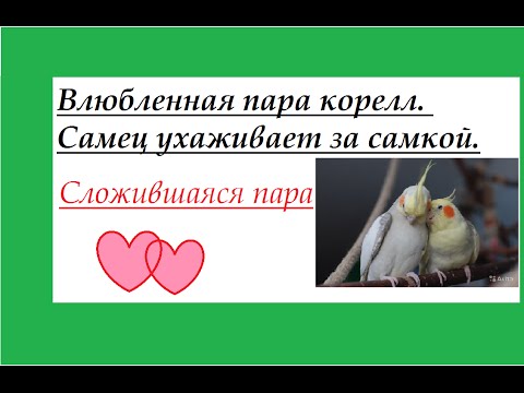 Видео: Кореллы (нимфы). Ухаживания в сложившейся паре корелл
