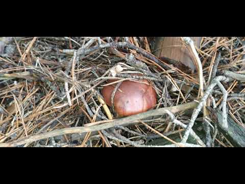 Видео: ЗБИРАННЯ ГРИБІВ В ХАРКІВСЬКИЙ ОБЛАСТІ листопада 2025 року.