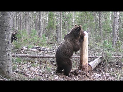 Видео: Обхожу обновляю солонцы Почему медведь посещает солонцы Медведь повредил фотоловушку Мини600 подвела