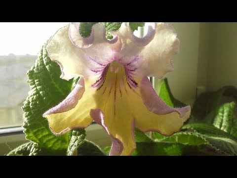 Видео: КАК СЕЯТЬ СЕМЕНА СТРЕПТОКАРПУСОВ