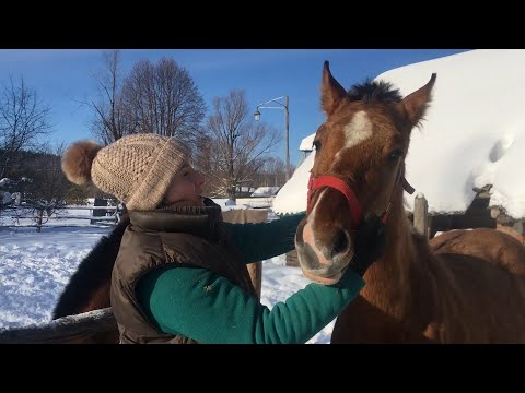 Видео: Жизнь в деревне с лошадьми. Пошли на поправку. Жеребенок не может без внимания