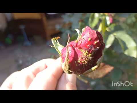 Видео: 29 ОКТЯБРЬ НАРЦИС ПИЕЗИНИ ЭКДИМ🌾🌾🌾🌾🌷🌷🪻🪻🌷🌷🪻🪻