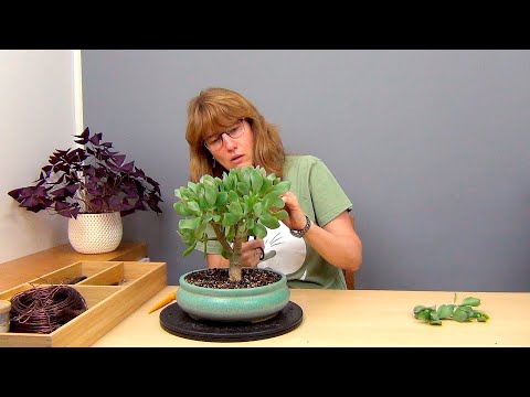 Видео: Бонсай из крассулы Ундулатифолии (ч.2).