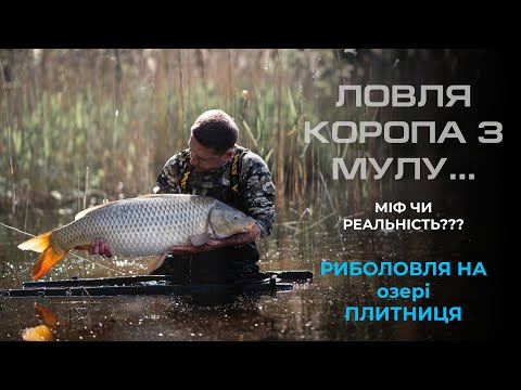 Видео: Ловля коропа з мулу. Міф чи реальність? Риболовля на озері Плитниця.