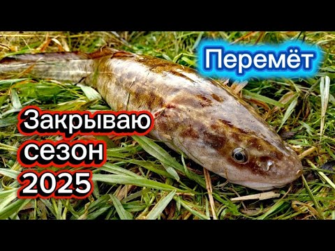 Видео: Время налима! Октябрь! Закрываю летний сезон 2025 г.