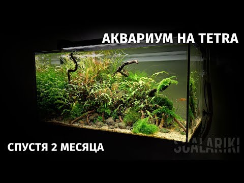 Видео: Мой аквариум на Tetra спустя два месяца. Последнее видео 2018