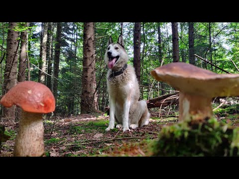 Видео: 14 вересня Гриби Карпат