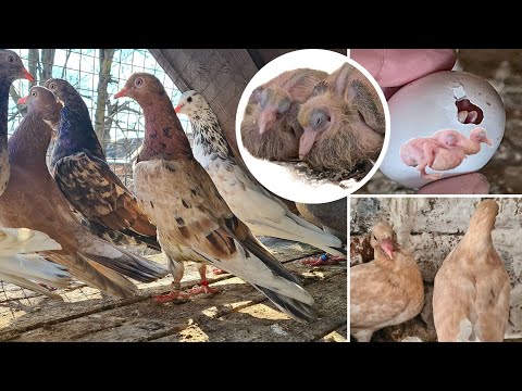 Видео: КАКИМ РОЖДАЕТСЯ МРАМОР. ОСТАВЛЯТЬ, ВЫБРАСЫВАТЬ!? Бакинские мраморные голуби | Almond pigeons