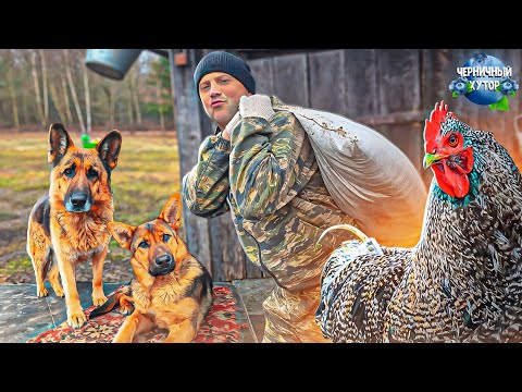 Видео: Зима, а белорусы строятся, выращивают поросят и цыплят. В хозкомплексе зернохранилище почти готово