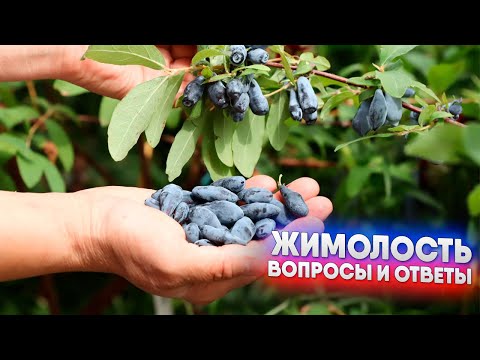 Видео: Жимолость - вопросы и ответы