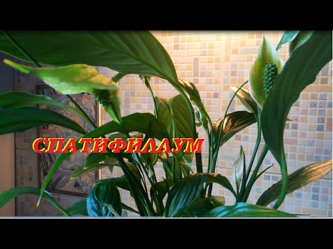 Видео: Почему зеленеют цветы спатифиллума.//Why Spathiphyllum flowers turn green.//