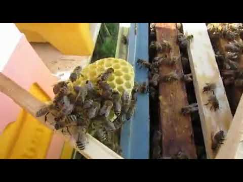 Видео: пчеловодство на ячейке 4,9 мм - часть 71, 12 рамок отстроили ставлю еще 3 с полосками вощины