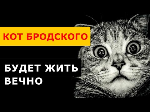 Видео: КОТ БРОДСКОГО ТАКОГО НЕ ОЖИДАЛ! Ретушь кота и хозяина