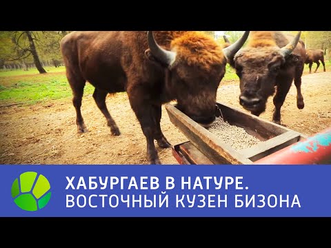 Видео: Восточный кузен бизона - Хабургаев в натуре | Живая Планета