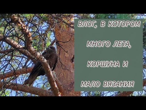 Видео: Влог в котором много лета, коршуна и мало вязания #rukivdelo #вязовлог 