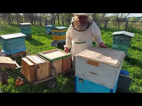 Видео: Пчеловодство № 96 Безроевой метод. Вариант 2.
