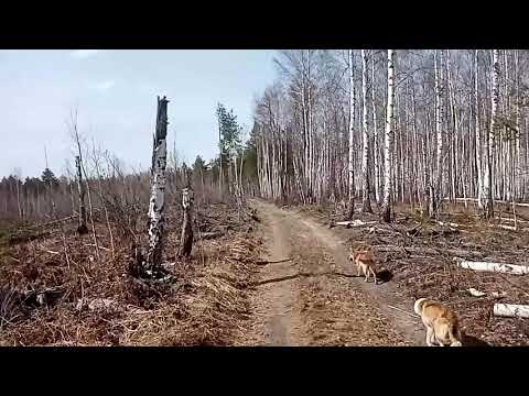 Видео: Поиск лосиных рогов.... Удачный выход...