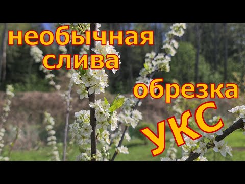 Видео: Весенняя обрезка УСЛОВНО КОЛОННОВИДНОЙ СЛИВЫ! Формировка ВЕРЕТЕНОМ