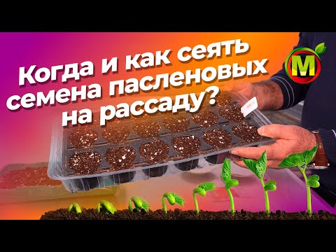 Видео: Когда сеять томаты, перцы и баклажаны? Советы по выращиванию рассады от профессора!