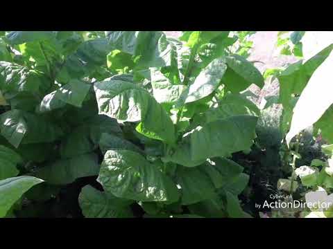 Видео: Вторая ломка