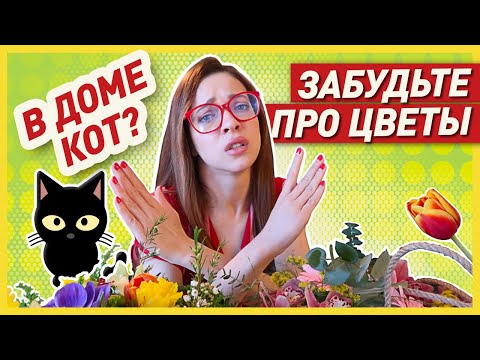 Видео: ОПАСНЫЕ ЦВЕТЫ ДЛЯ КОШЕК | ВАЖНО ЗНАТЬ ТЕМ, у кого дома живёт кот