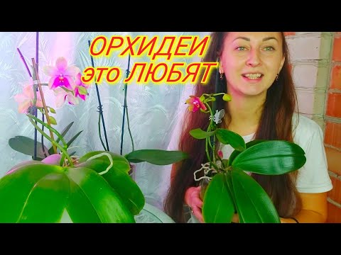 Видео: Просто ПРОТРИ ТАК! Корни ПОПРУТ ЖИРНЫЕ, ЛИСТЬЯ КРЕПКИЕ у ОРХИДЕЙ