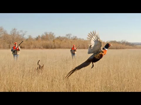 Видео: Кыргоолго аңчылык / охота на фазана