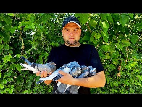 Видео: Настоящий Полет Дедовских Старопородных Бакинских голубей 👉 12 Пёрая Старая Бакинская Классика 👍😎