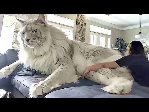 Видео: Один на Весь Мир! Такой Кот Рождается Раз в 1000 Лет!