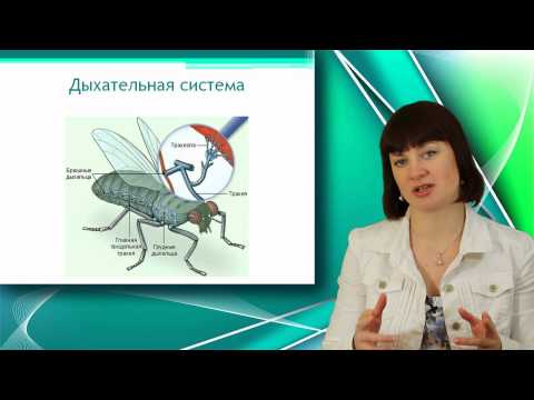 Видео: Класс Насекомые. Часть 2. Уроки Биологии Онлайн