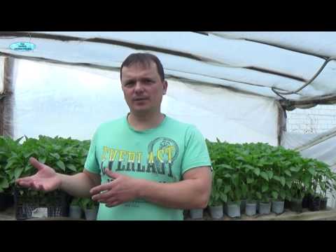 Видео: ВЫРАЩИВАНИЕ СЛАДКОГО ПЕРЦА И БАКЛАЖАН. Перерастание рассады-что делать?