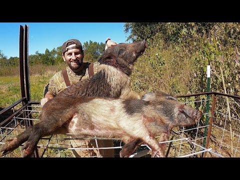 Видео: Отлов диких свиней, разоривших нашу землю (ПОЙМАТЬ И ПРИГОТОВИТЬ)