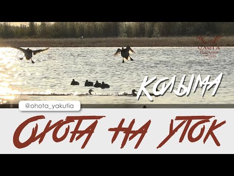 Видео: Охота на уток. Колыма.