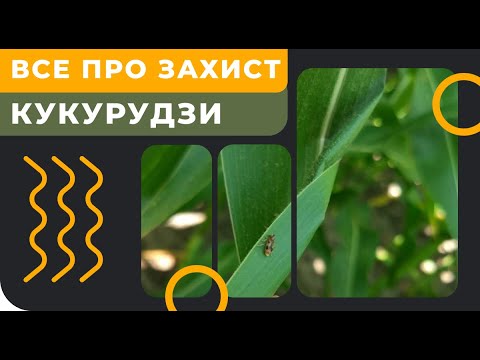 Видео: Вся система захисту кукурудзи